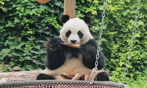 Beijing-Zoo Beijing-Zoo