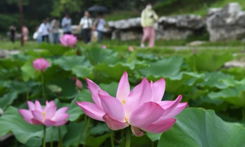 lotus lotus