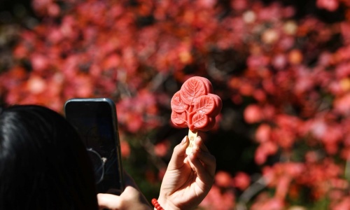 red-leaf-beijing red-leaf-beijing