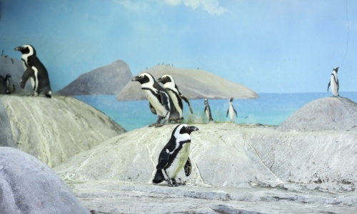 Penguin-Island-beijing Penguin-Island-beijing