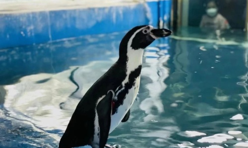 Penguin-Island Penguin-Island