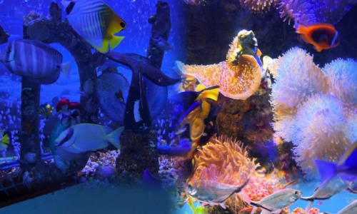 coral-garden coral-garden