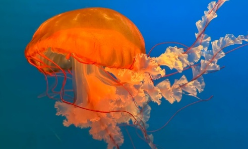 jellyfish-wonderland-beijing jellyfish-wonderland-beijing