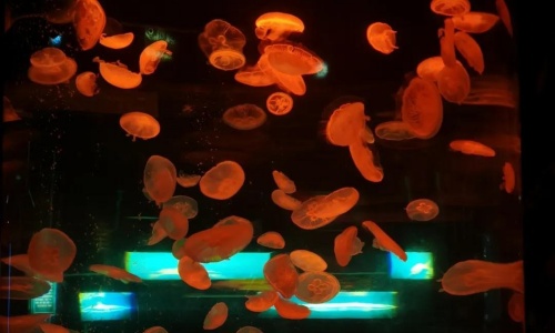 jellyfish-wonderland jellyfish-wonderland