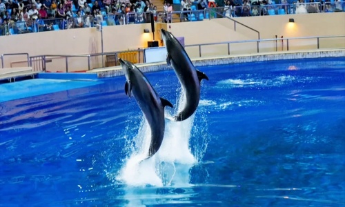 ocean-theater ocean-theater