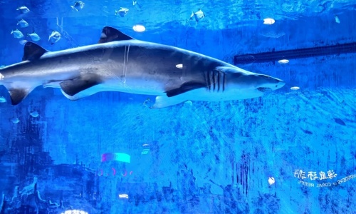 shark-town shark-town