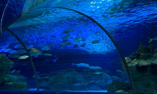 underwater-tunnel underwater-tunnel