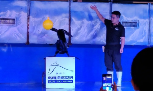 Sea-Lion-Show Sea-Lion-Show