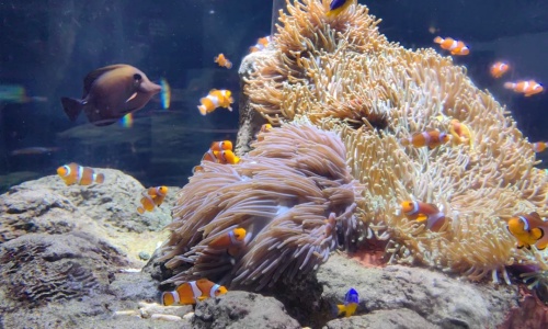 Coral-Reef-beijing Coral-Reef-beijing