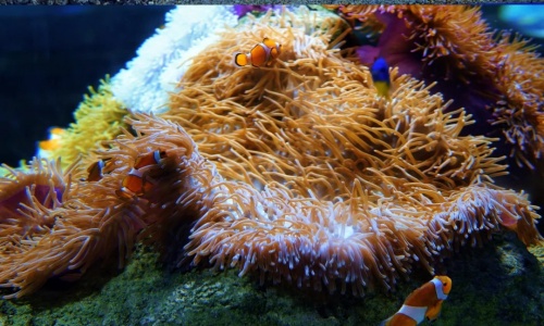 Coral-Reef Coral-Reef