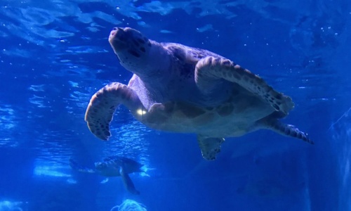 sea-turtle-viewing-zone sea-turtle-viewing-zone