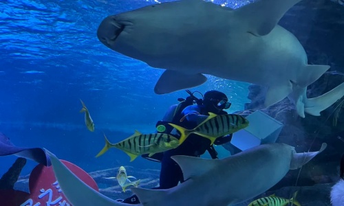 shark-viewing-zone shark-viewing-zone